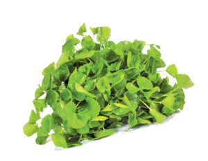 Fresh Gotukola